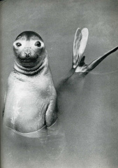 Classic Humorous Photos from AFM